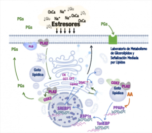 metabolismo_de_glicerolipidos